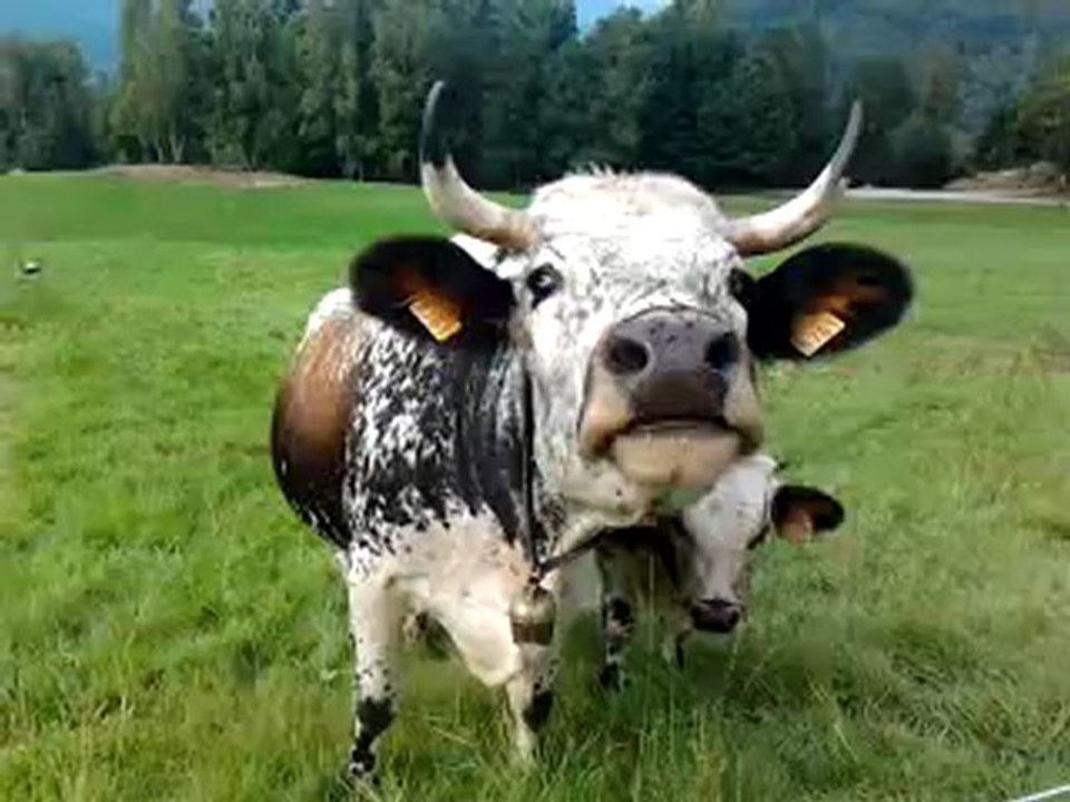 Akiro et vaches sept 2012 003