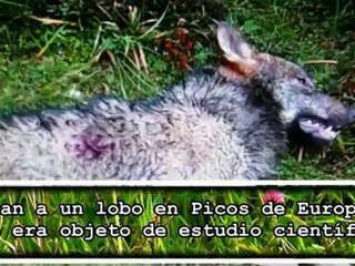 Matan a un LOBO objeto de estudio científico, en Asturias
