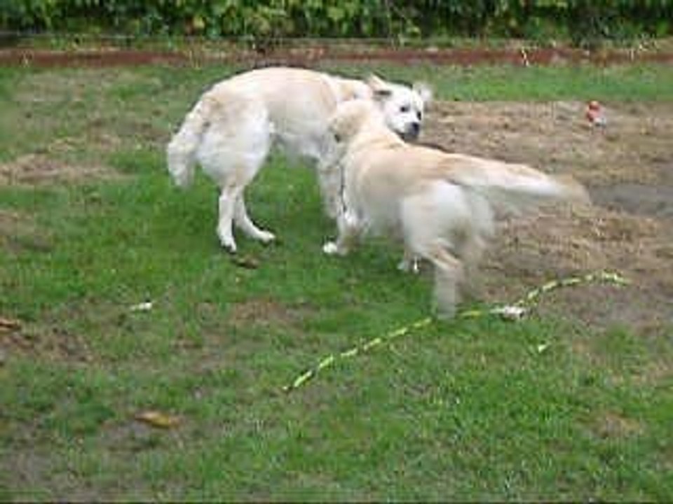Belle et Arkan