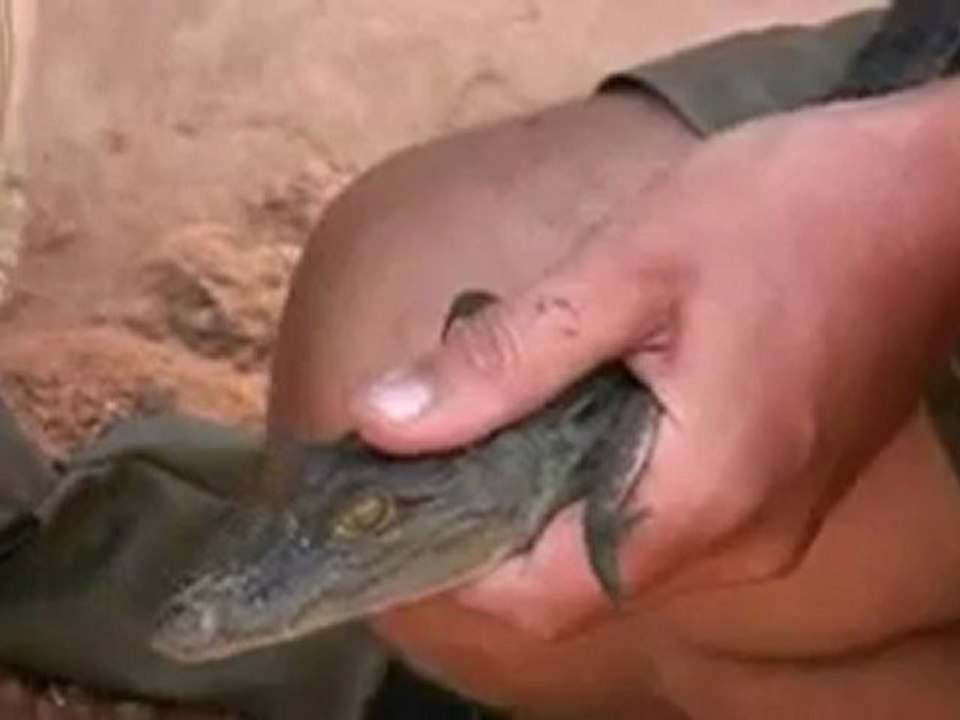 Crocodile du desert (Crocodylus suchus)