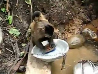 En guyanne , charmants !!!