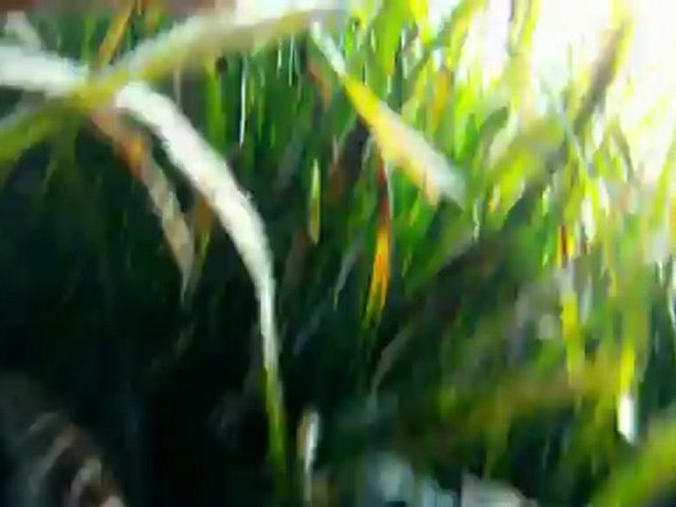 Apnée autour de la plage du débarquement du Dramont (Var - 83)