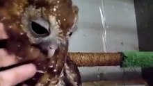 Прикольный совенок
