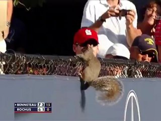 Squirrel Interrupts US Open