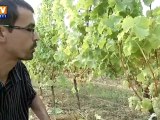 Vendanges : faible récolte mais de grande qualité