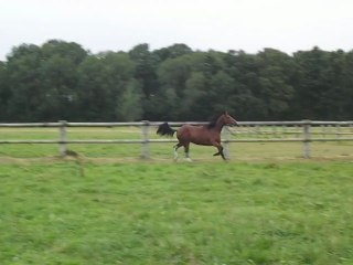 Actrice de Cerisy, 1er Septembre 2012