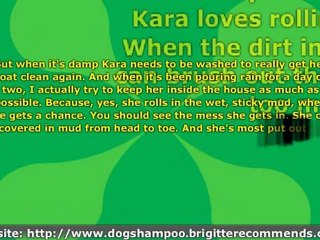 Dog Shampoo Story