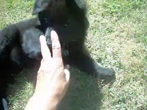 1er septembre 2012 : Houragan, 7 semaines et demi