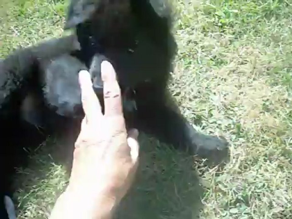 1er septembre 2012 : Houragan, 7 semaines et demi