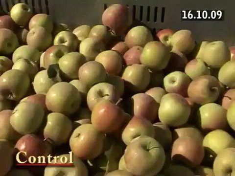 Bodur Elma Yetiştiriciliği