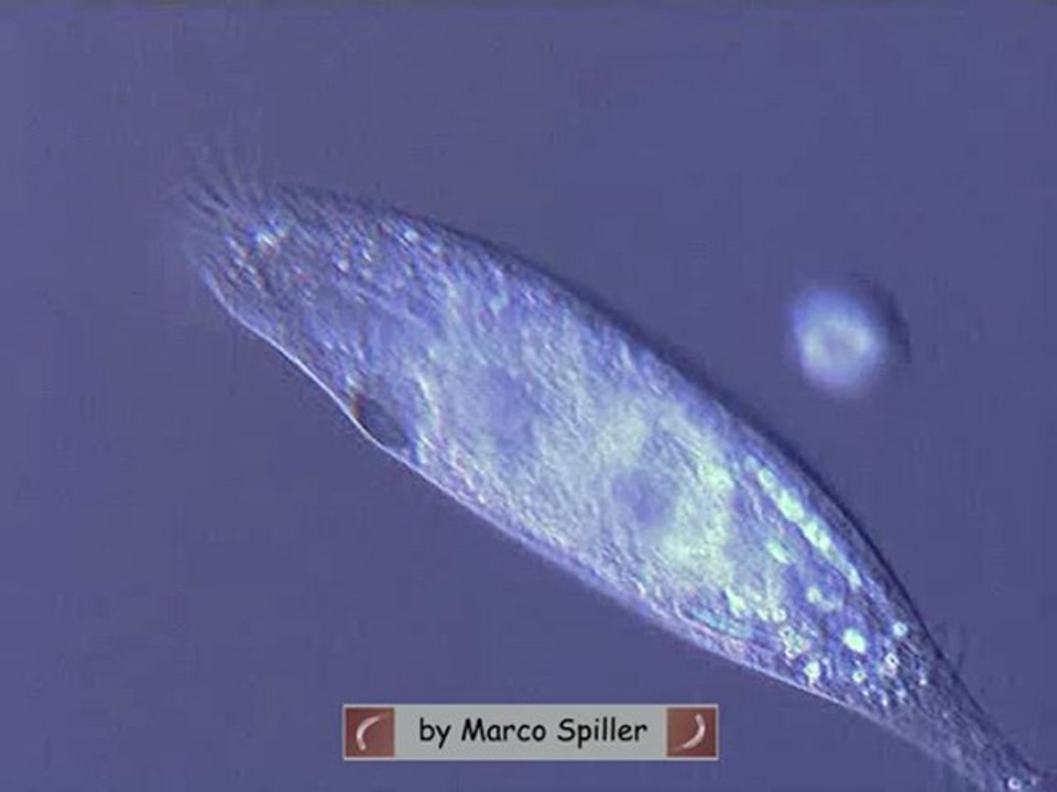 Paruroleptus