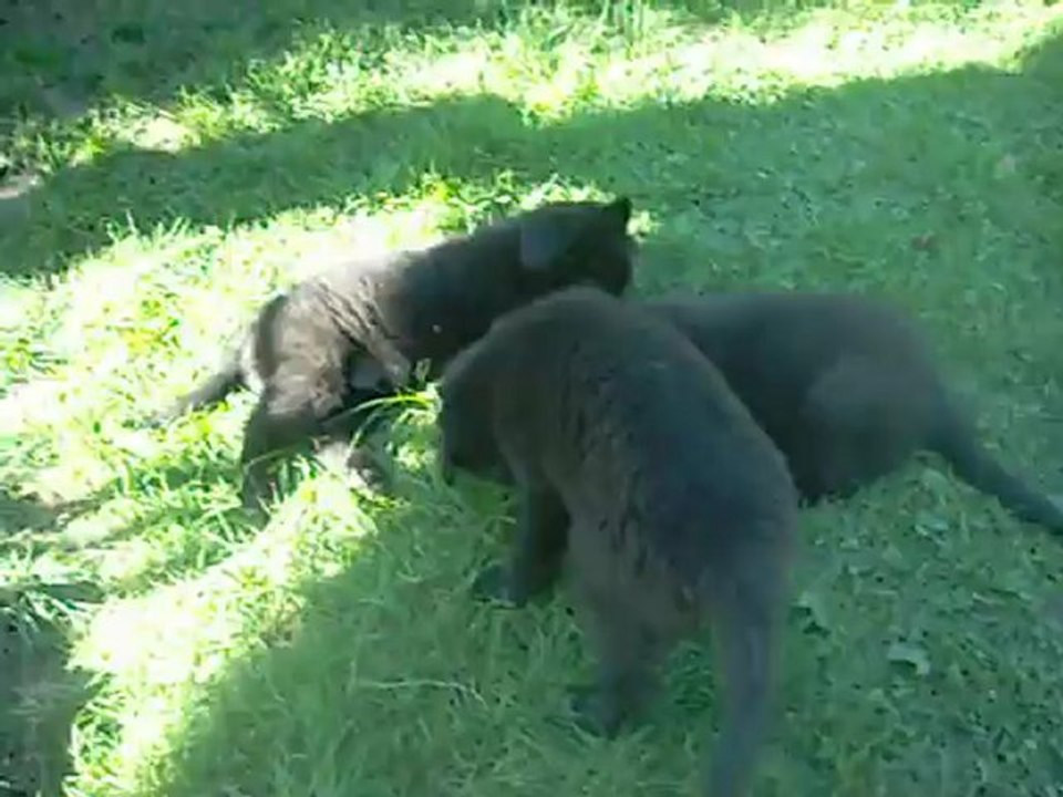 1er septembre 2012 (4) : chiots de 7 semaines et demi