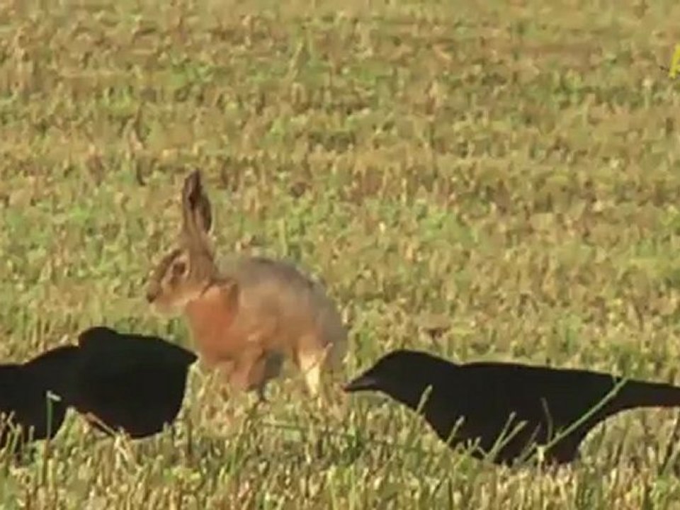 Trio Infernal : la solution aux problèmes posés par les corbeaux etles corneilles