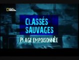 Classés sauvages (Plage empoisonnée)