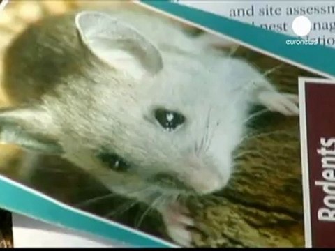 Alerte au virus mortel dans le parc de Yosemite