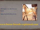 Horse Breeds - History of the Horse Part 4