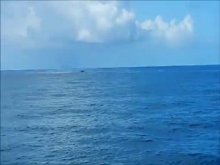 Queue de baleine au loin