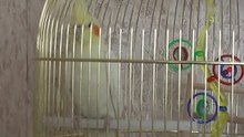 Попугай Корелла