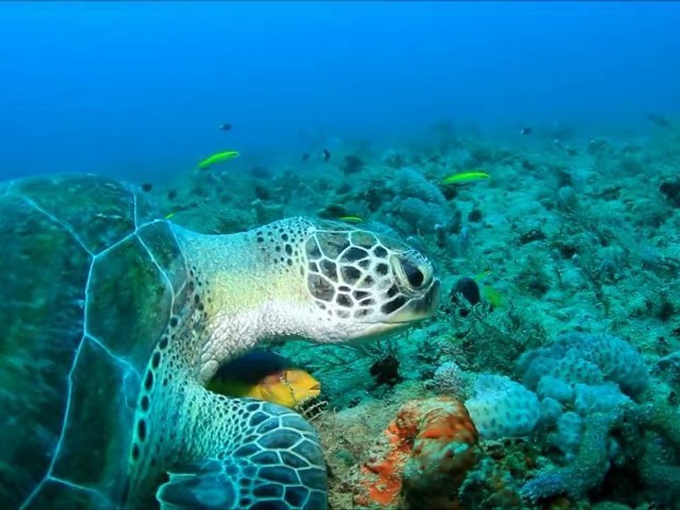 20120428_USA_FL_Jupiter_diving