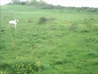 Le cheval c'est trop géniale!!!!