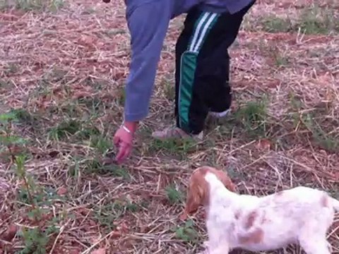 setter anglais du mas des vernets