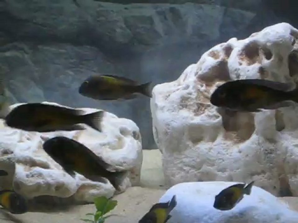 Davut Balcı Tropheus Red Rainbow Katato Akvaryumum