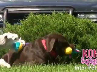 צעצועים חדשים לחיות מחמד - כלבים שרוצים להוציא אנרגיה, לקפוץ ולרוץ