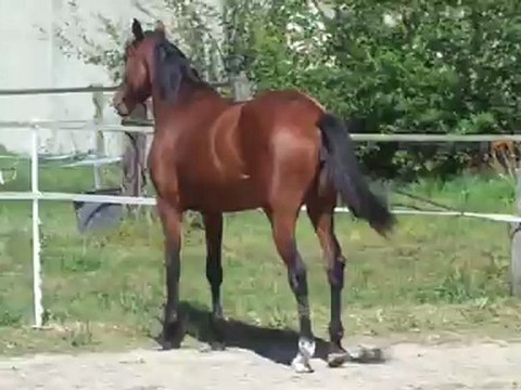 veuve noire boisan septembre 2012 galop