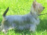 Australian Silky Terrier Zucht Of Silky's Dream KFT / VDH / FCI