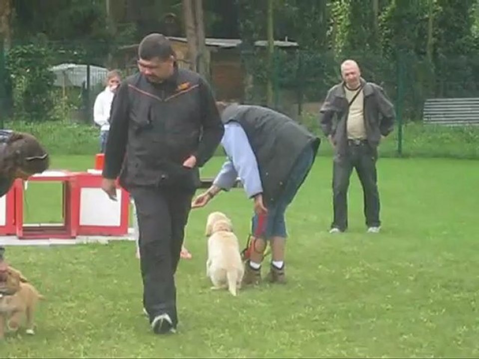 Jack à l'école des chiots