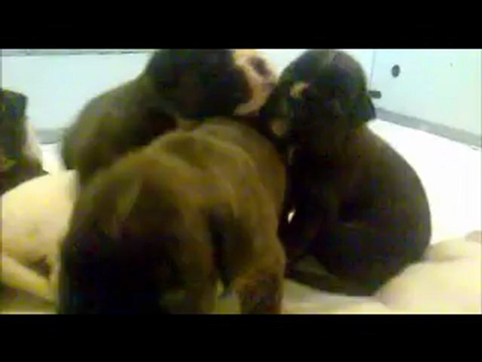 Chiots BOXER à 18 j