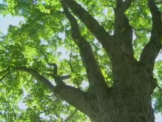 Janhett Windglows: Words In The Shadows