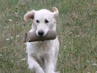 Travail First et celeste