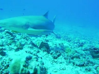 requins citron