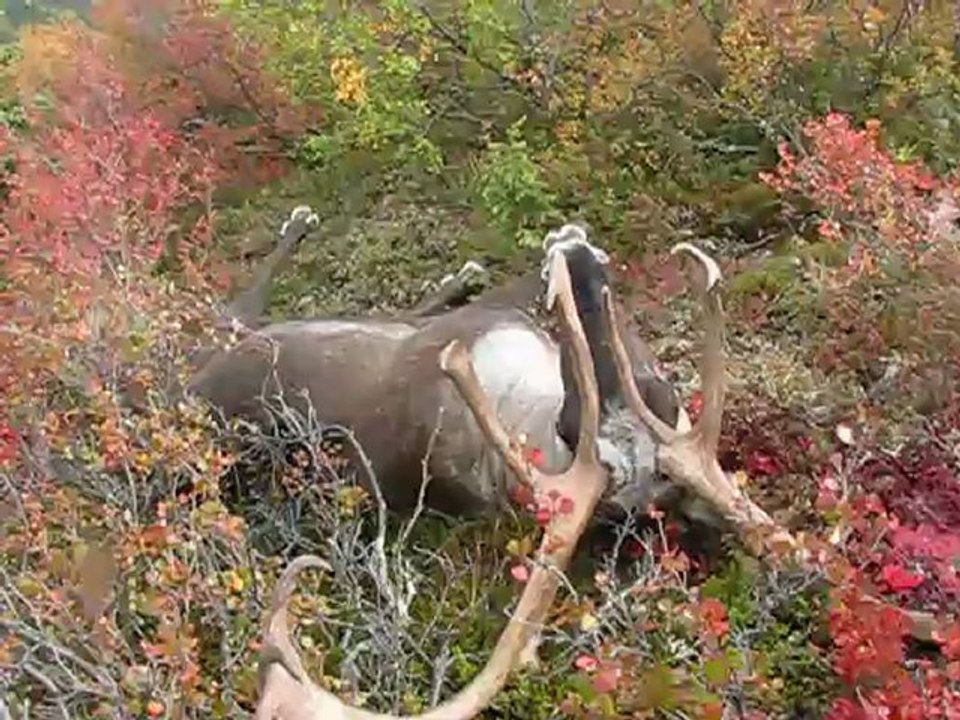 KARIBU AVI CHICKEN 2011