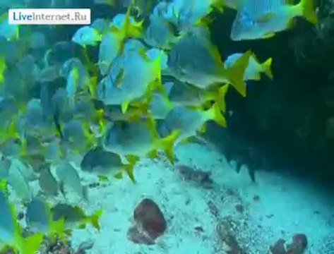 Красота подводного мира от Дарека Сепиоло