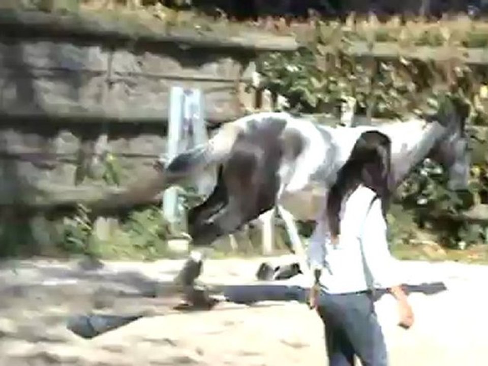 Sauter et revenir au galop
