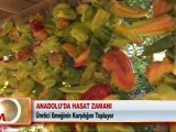 ANADOLU’DA HASAT ZAMANI