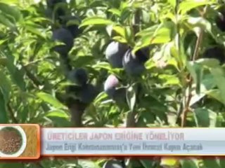 ÜRETİCİLER JAPON ERİĞİNE YÖNELİYOR