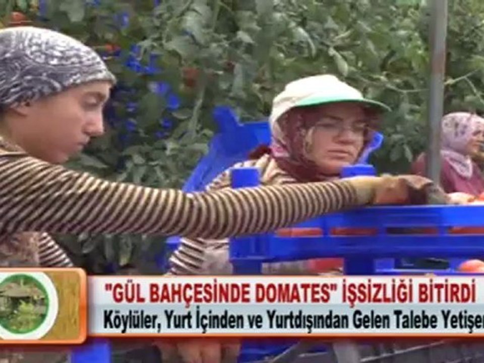 “GÜL BAHÇESİNDE DOMATES” İŞSİZLİĞİ BİTİRDİ