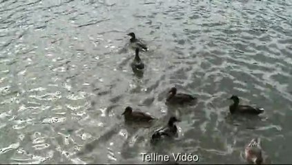 Gase st gilles 2 9 2012