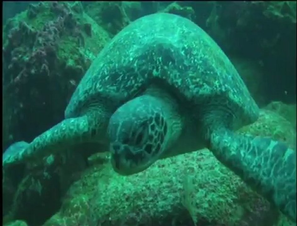 Galapagos 2010 - www.palanquee.com