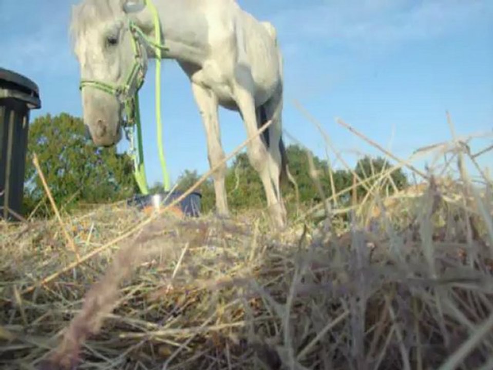 Désensibilisation imper poulain