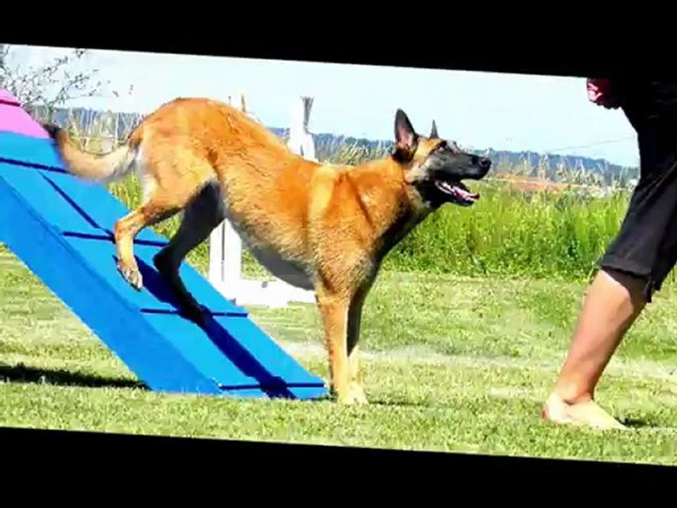 Los Hermanos & Co = Agility+Fous rires