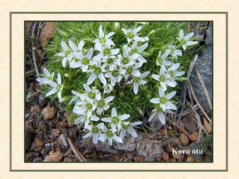 KAZ DAGLARI BITKILERI