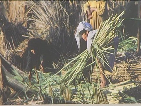 Irak : les Arabes du marais