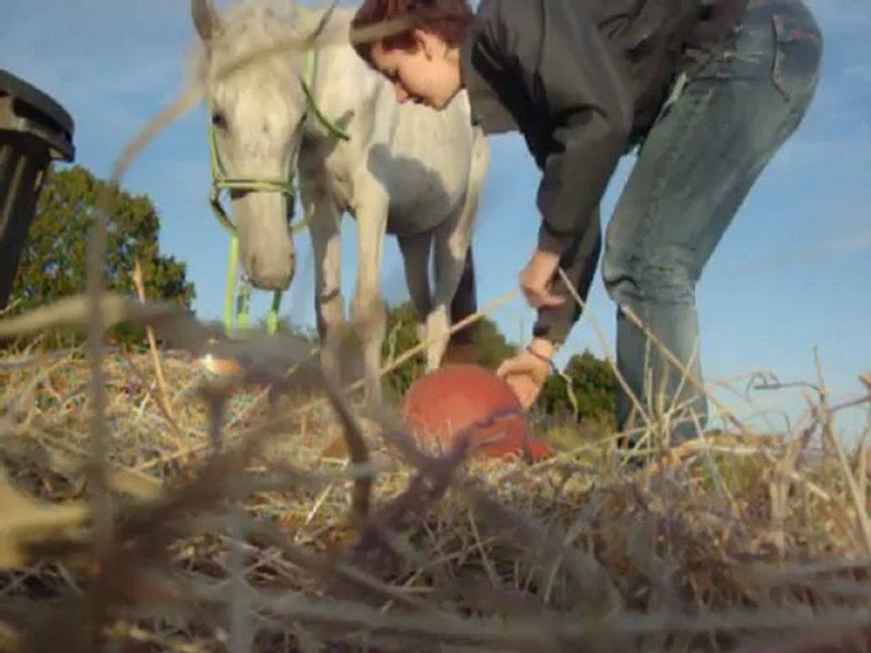 Désensibilisation au ballon poulain