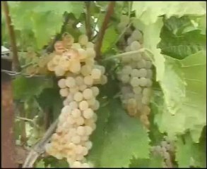 Τρύγος χωρίς τιμή.