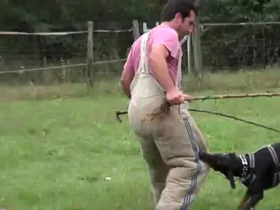 entrée ring  19 mois magmar von der burgstatte