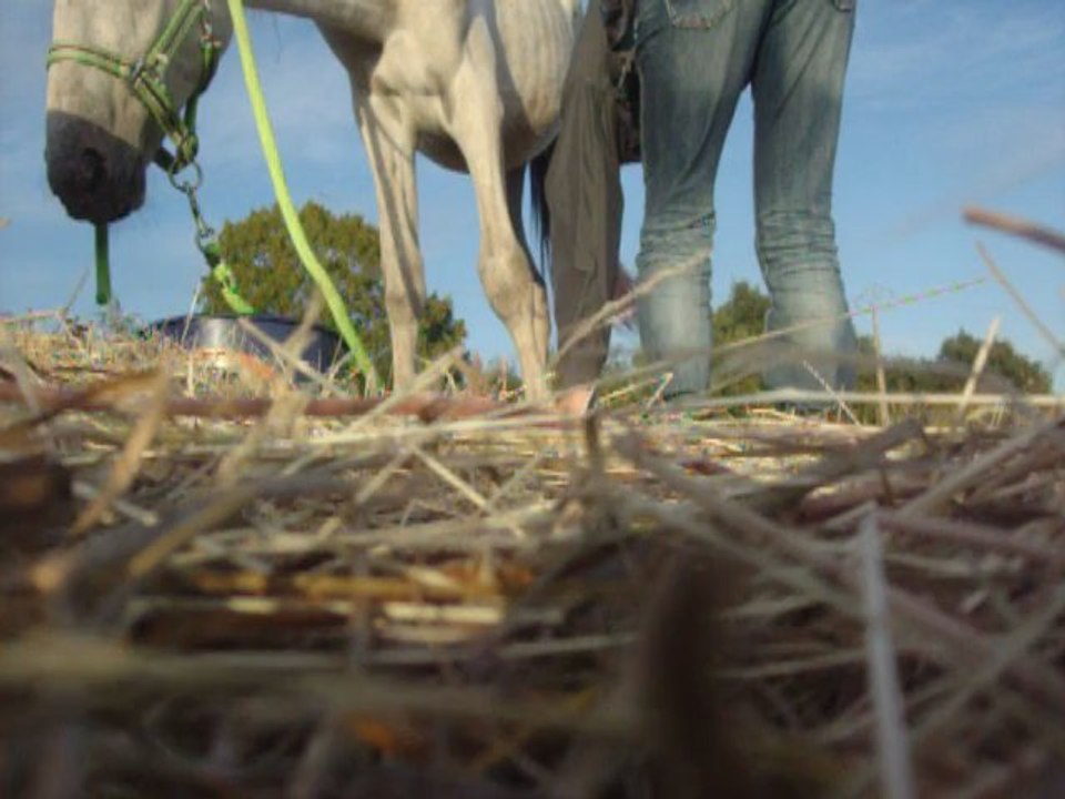 prendre pied à un poulain